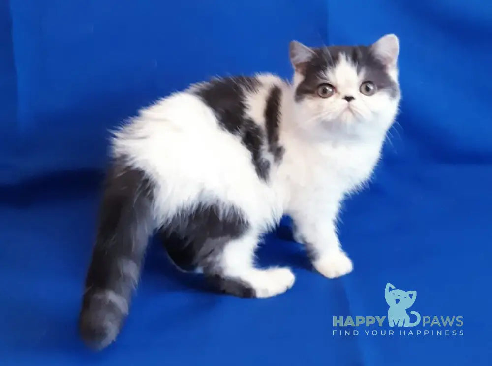 Xeno Exotic female black bicolour live animals