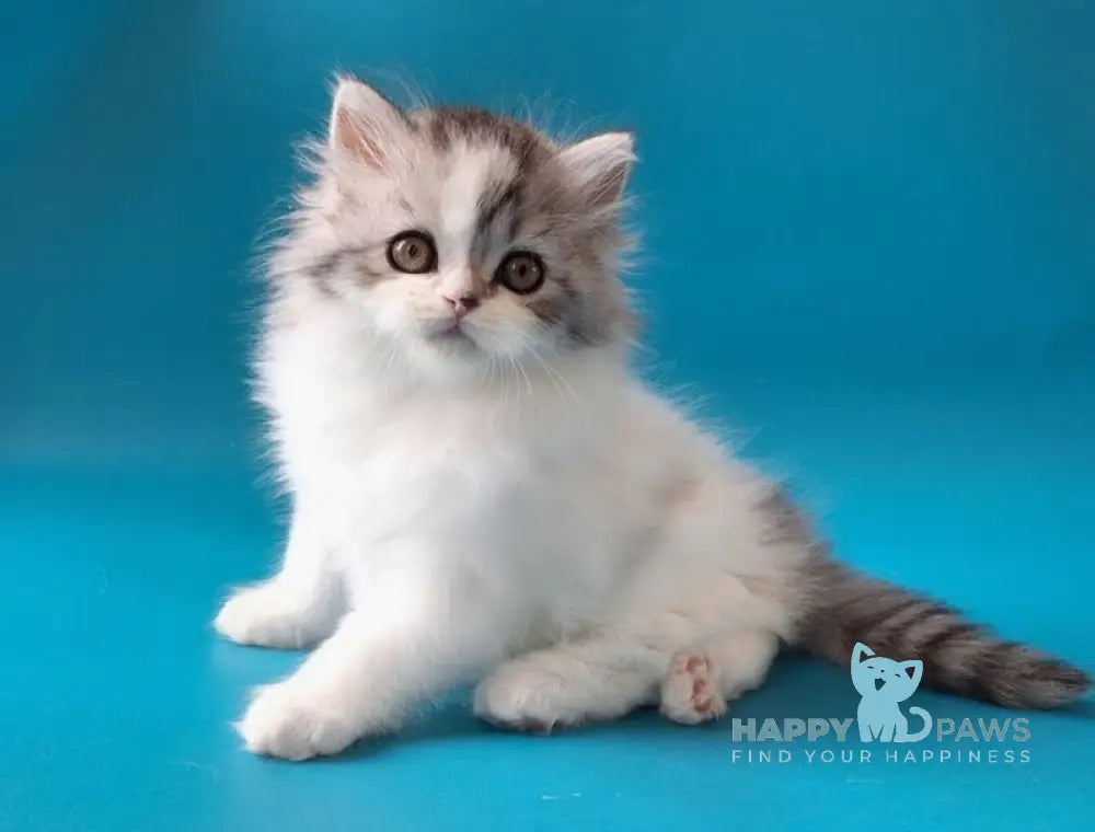 Xeno Scottish Straight male black silver tabby harlequin live animals