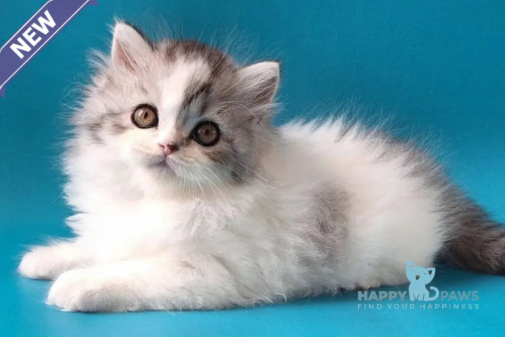 Xeno Scottish Straight male black silver tabby harlequin live animals