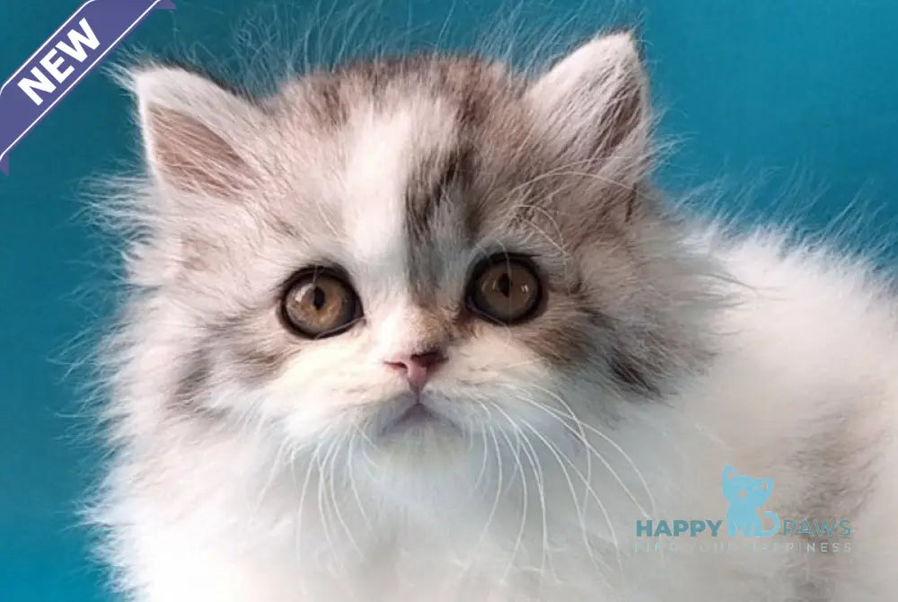 Xeno Scottish Straight male black silver tabby harlequin live animals