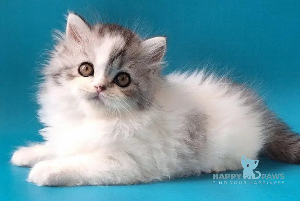 Xeno Scottish Straight male black silver tabby harlequin live animals