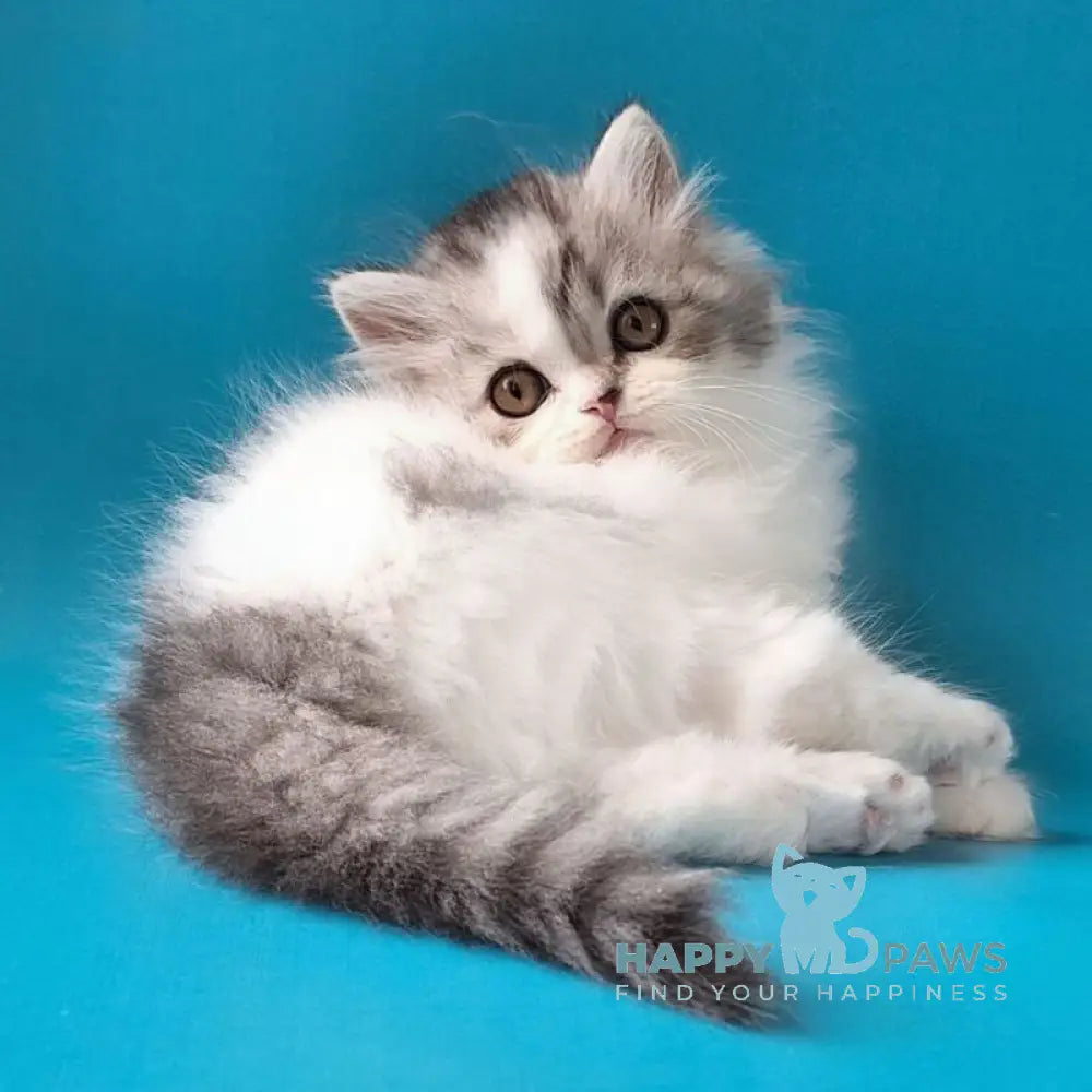 Xeno Scottish Straight male black silver tabby harlequin live animals