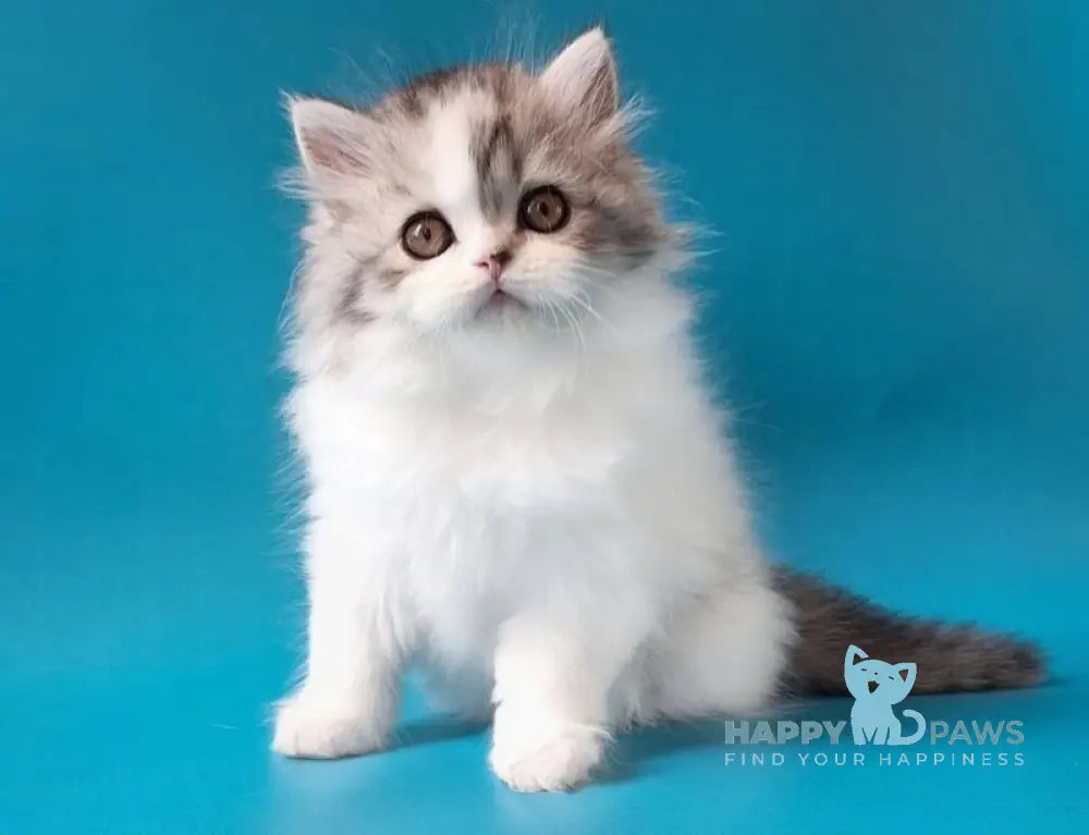 Xeno Scottish Straight male black silver tabby harlequin live animals