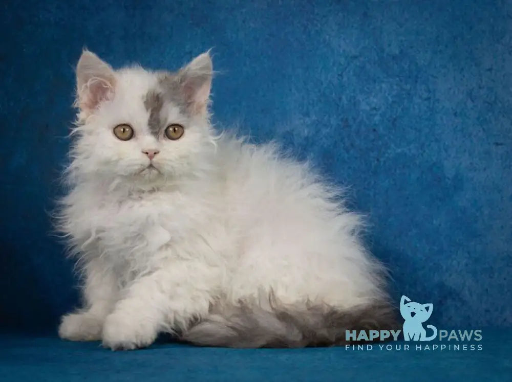 Xeno Selkirk Rex male black silver harlequin live animals