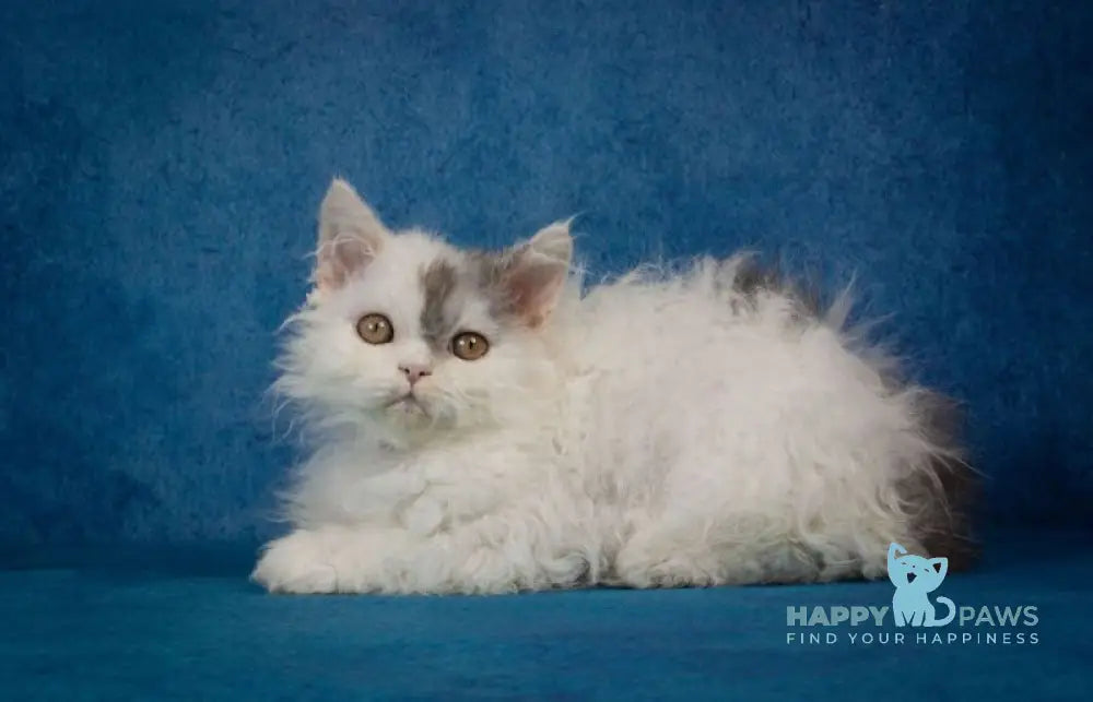 Xeno Selkirk Rex male black silver harlequin live animals