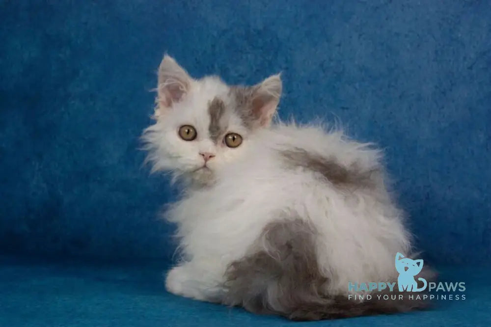 Xeno Selkirk Rex male black silver harlequin live animals