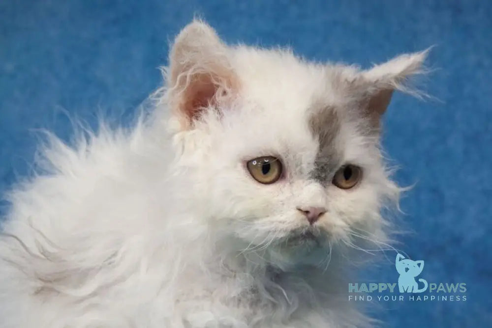 Xeno Selkirk Rex male black silver harlequin live animals