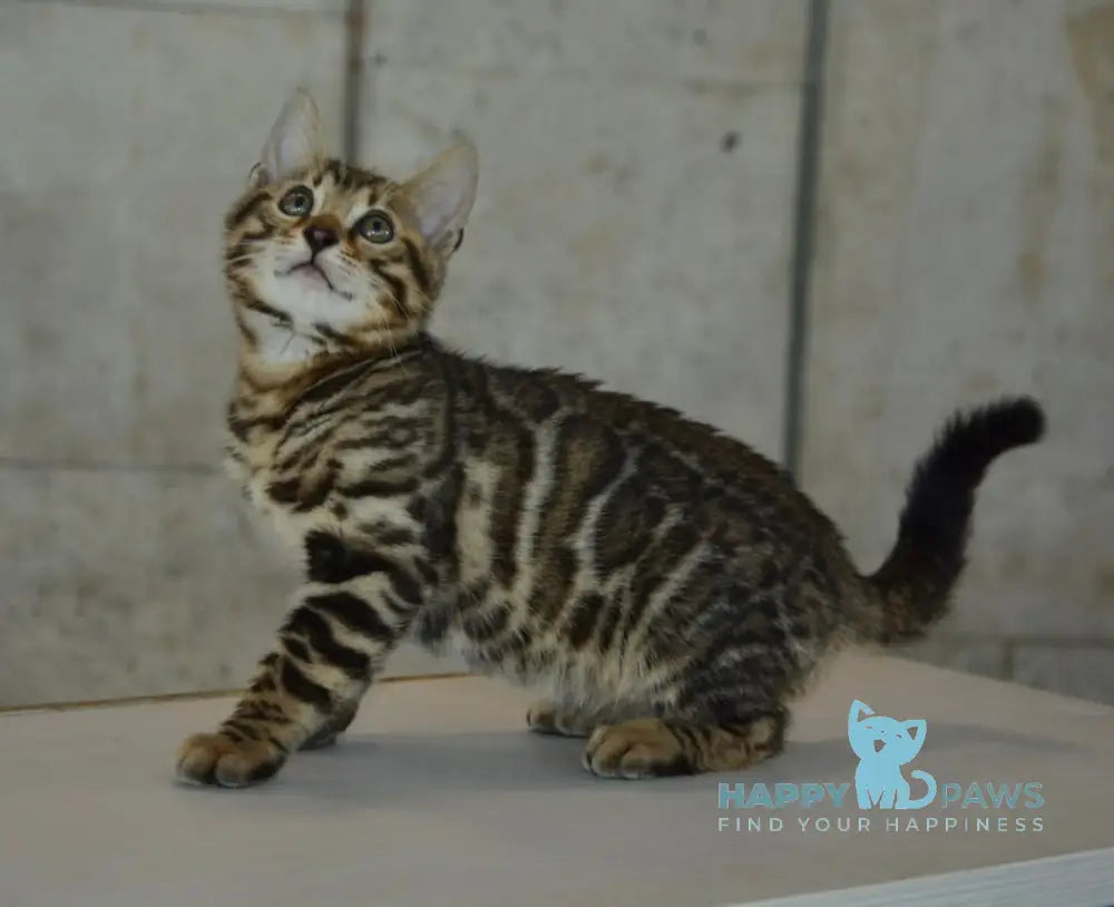 Xenon Bengal male black spotted tabby live animals