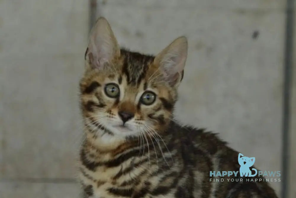 Xenon Bengal male black spotted tabby live animals