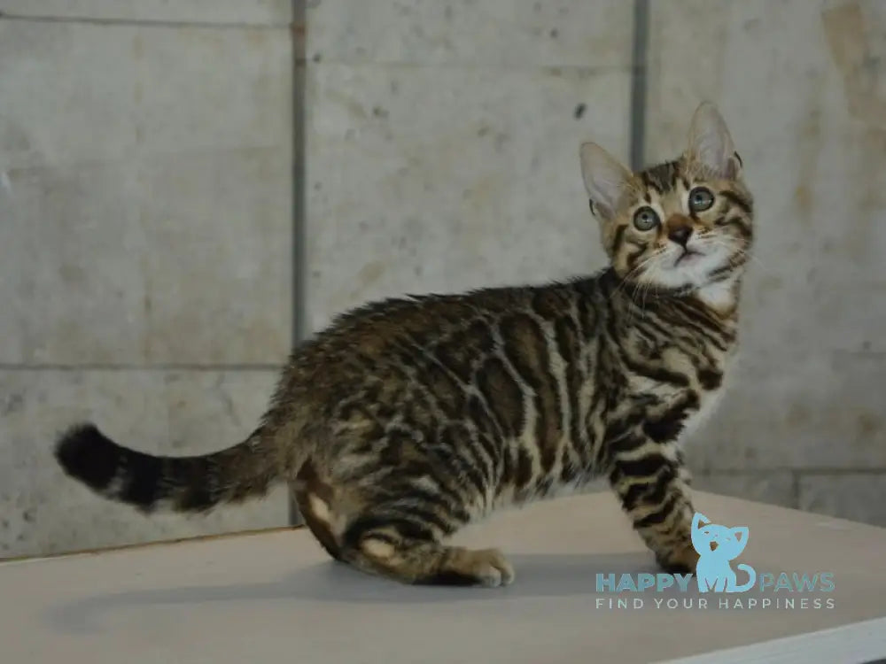 Xenon Bengal male black spotted tabby live animals