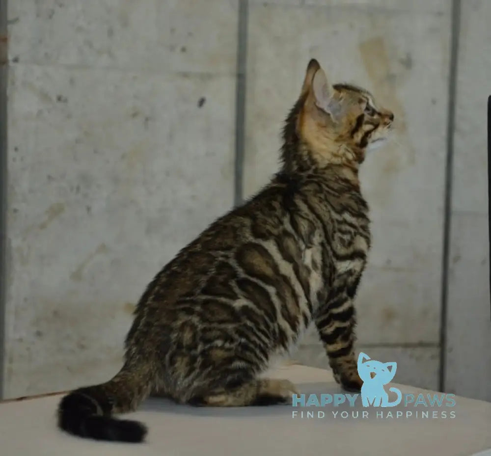 Xenon Bengal male black spotted tabby live animals