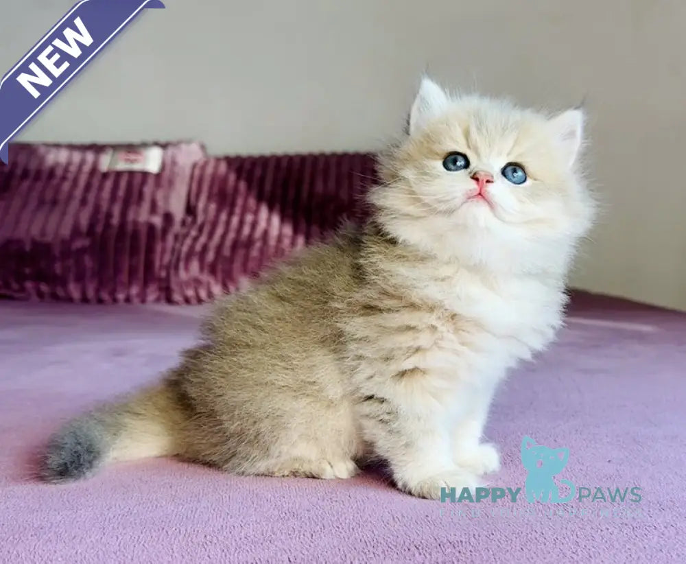 Xenon British Longhair male blue golden shaded live animals