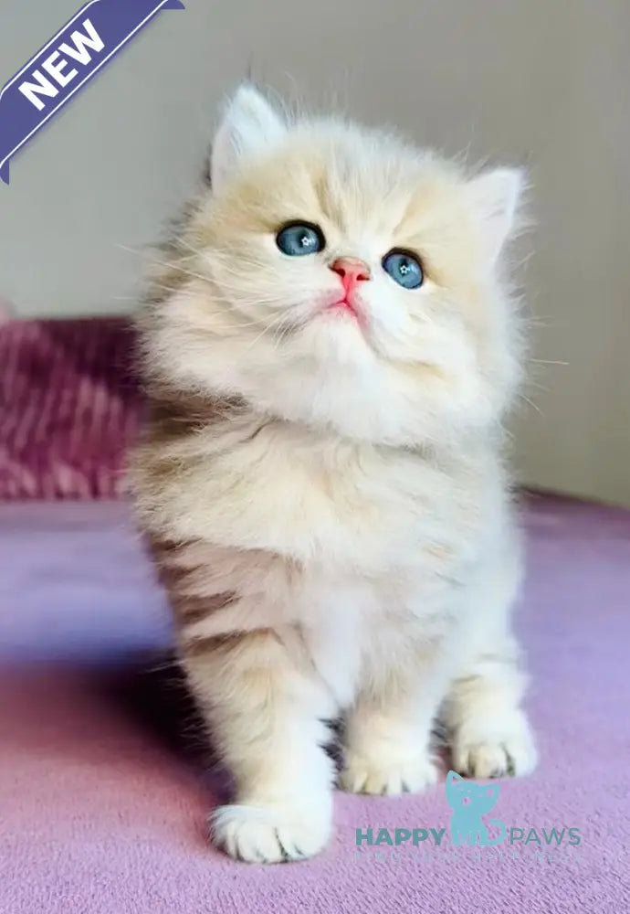 Xenon British Longhair male blue golden shaded live animals