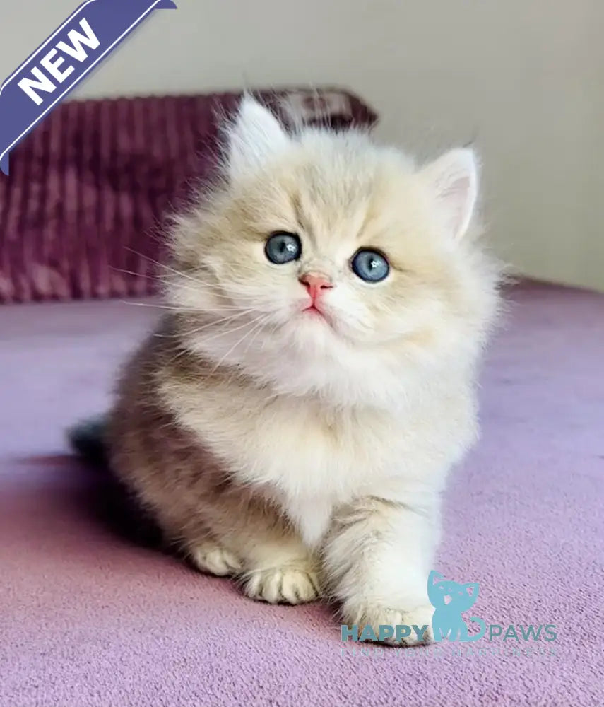 Xenon British Longhair male blue golden shaded live animals