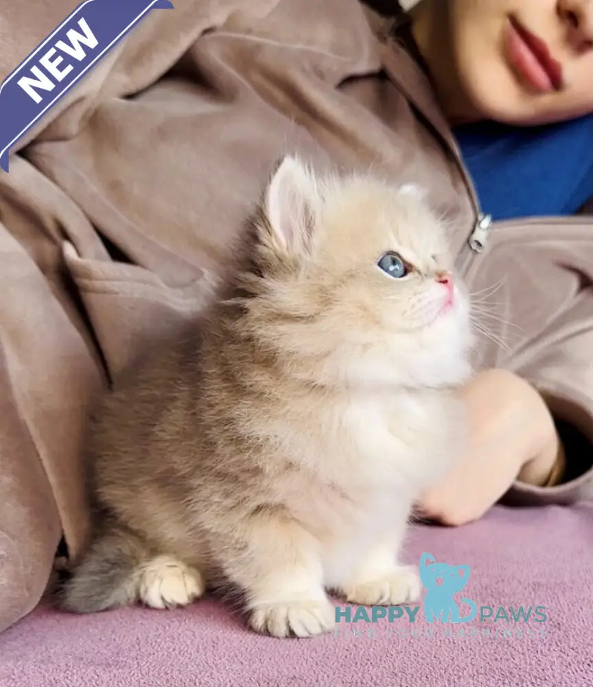 Xenon British Longhair male blue golden shaded live animals