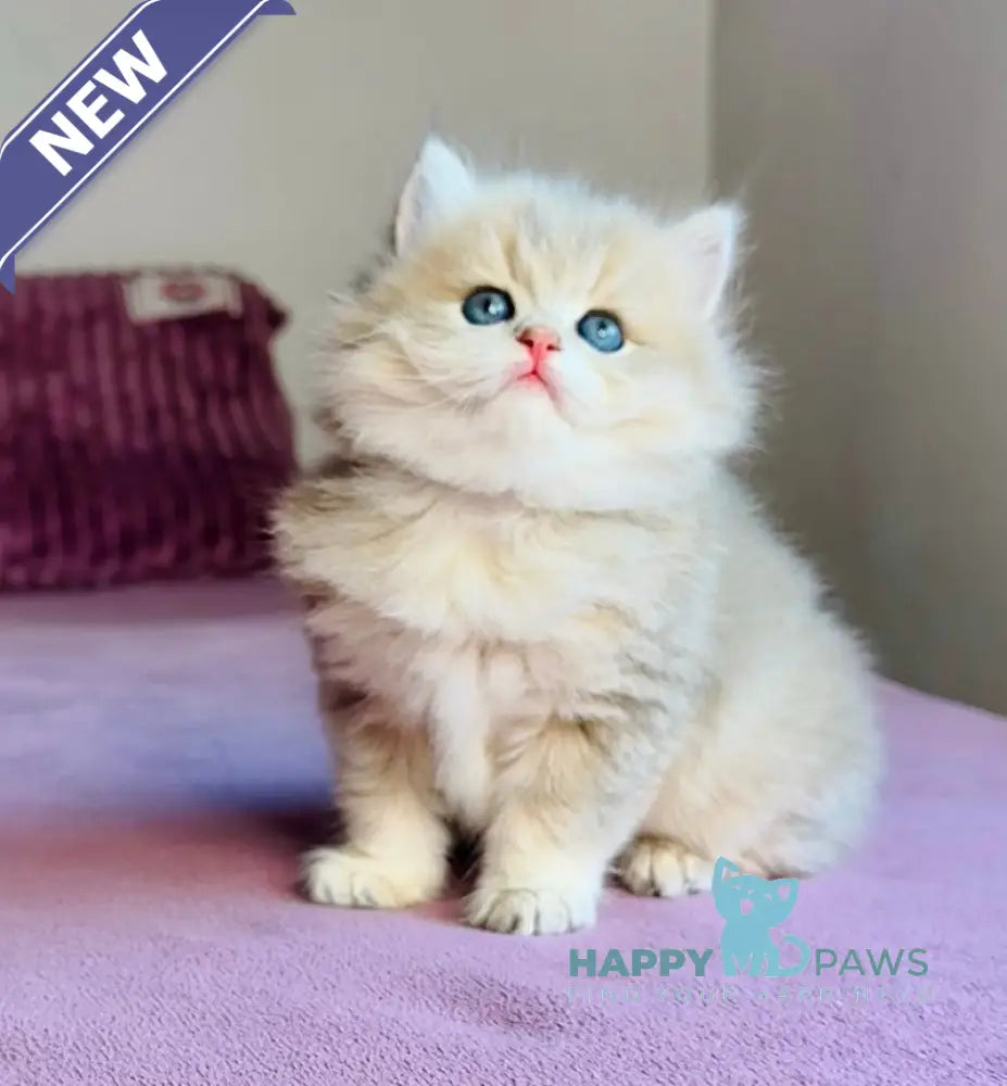 Xenon British Longhair male blue golden shaded live animals