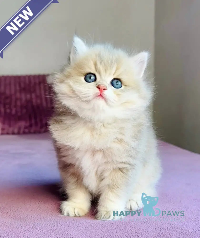 Xenon British Longhair male blue golden shaded live animals