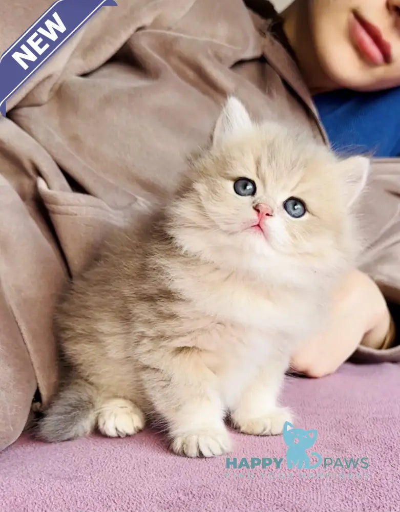 Xenon British Longhair male blue golden shaded live animals