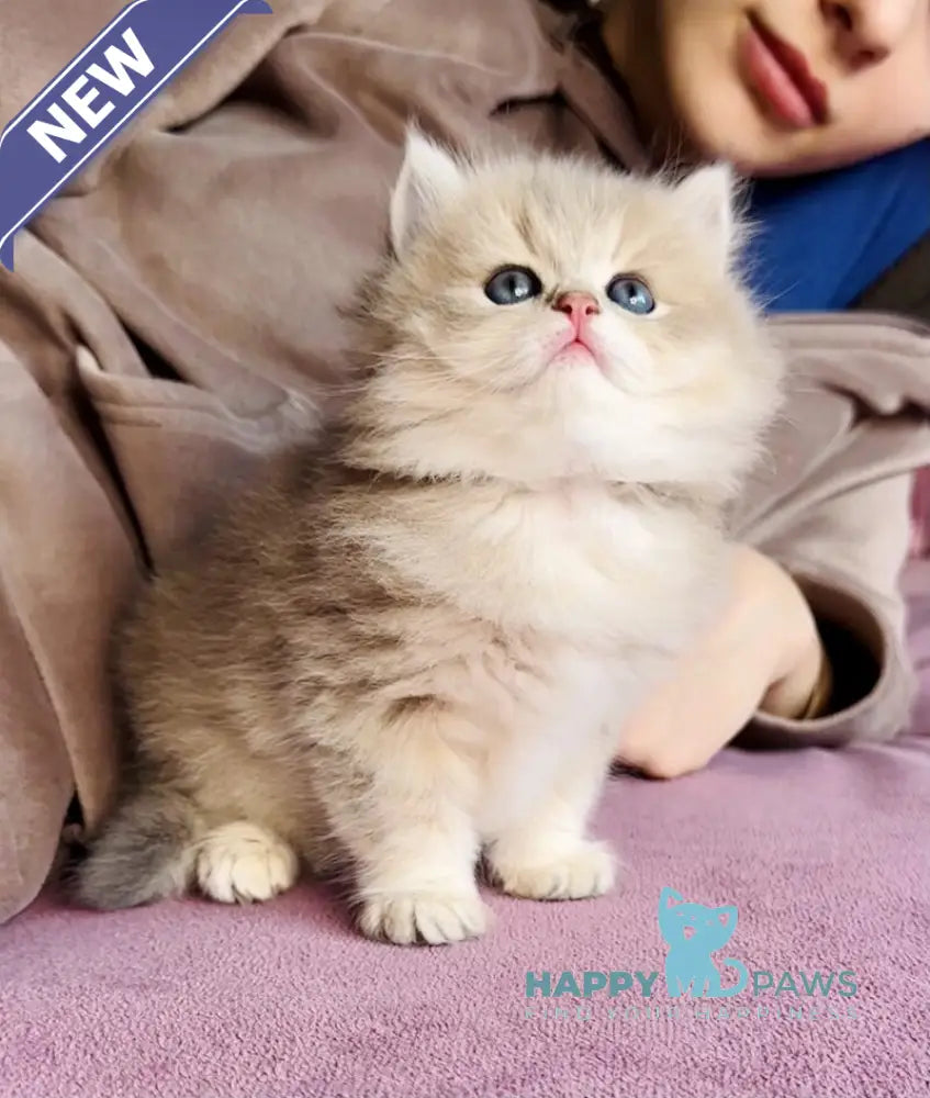 Xenon British Longhair male blue golden shaded live animals