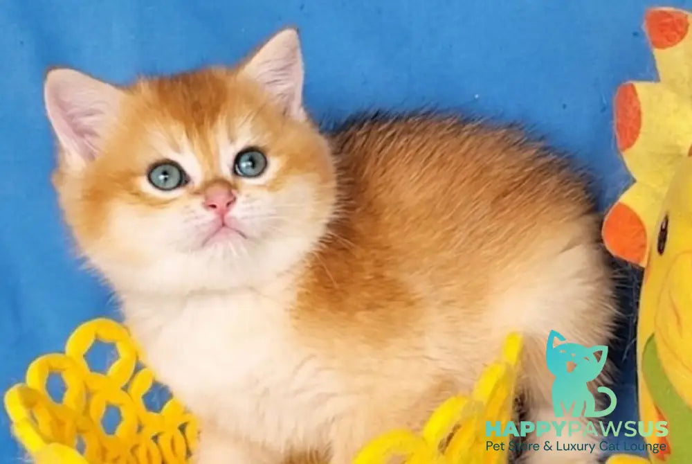 Xenon British Shorthair male black golden chinchilla - live animals