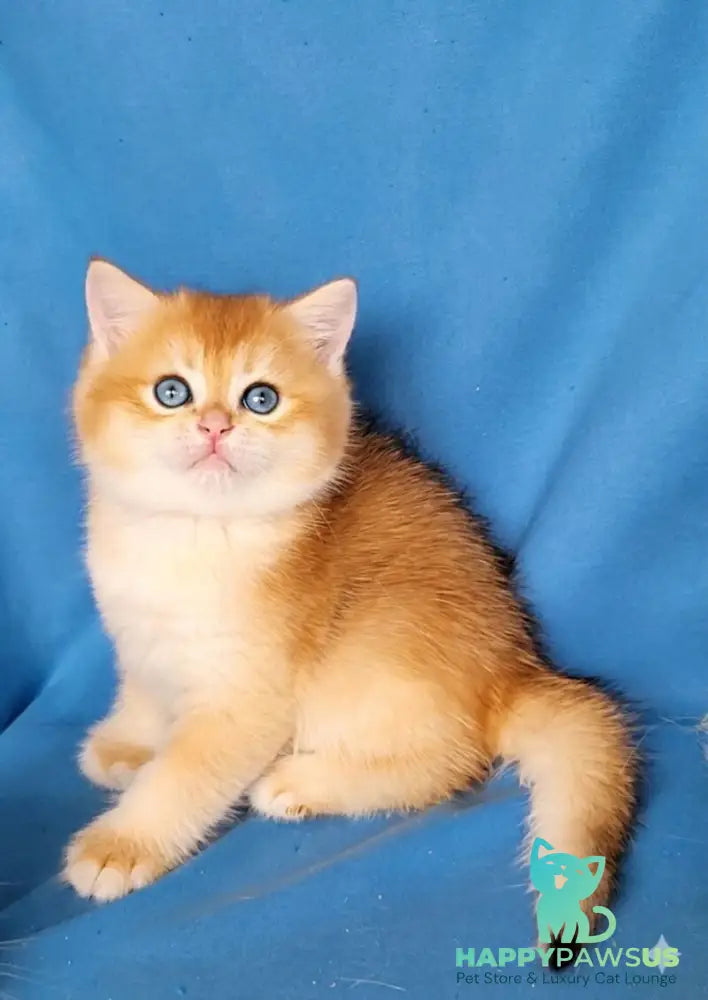 Xenon British Shorthair male black golden chinchilla - live animals