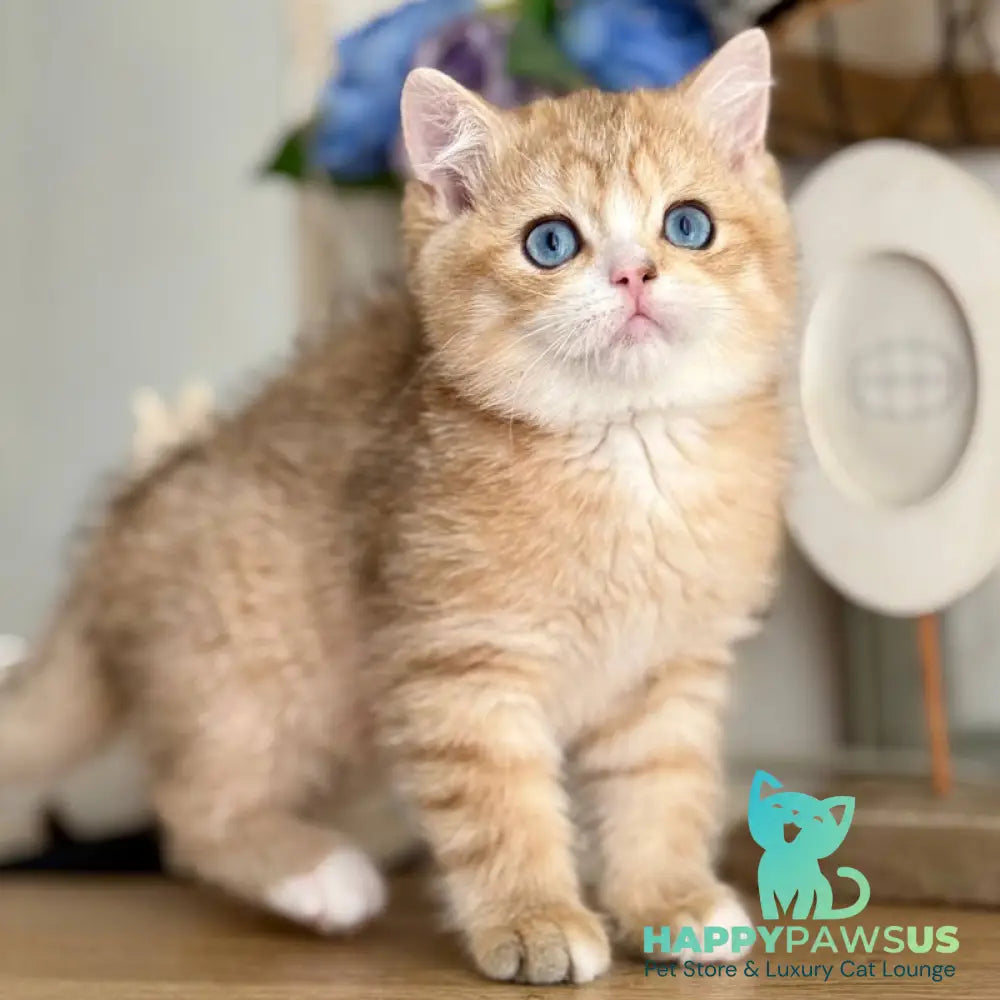 Xenon British Shorthair male black golden spotted tabby - live animals