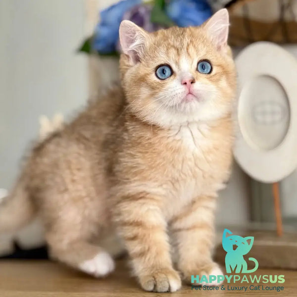 Xenon British Shorthair male black golden spotted tabby - live animals
