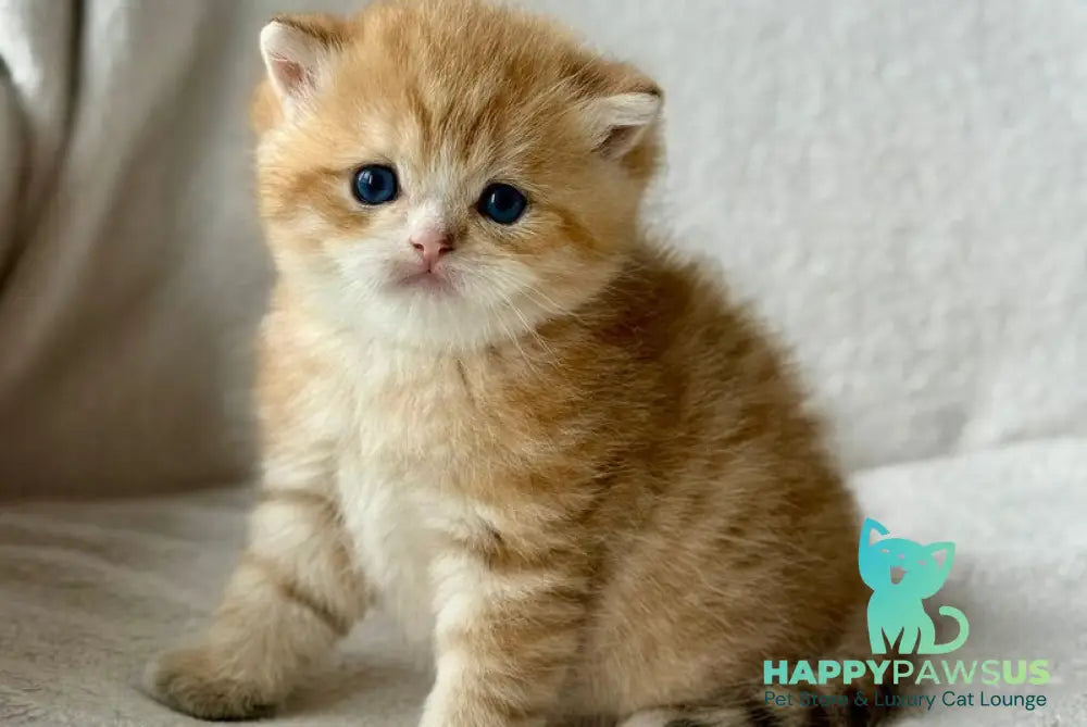 Xenon British Shorthair male black golden spotted tabby - live animals