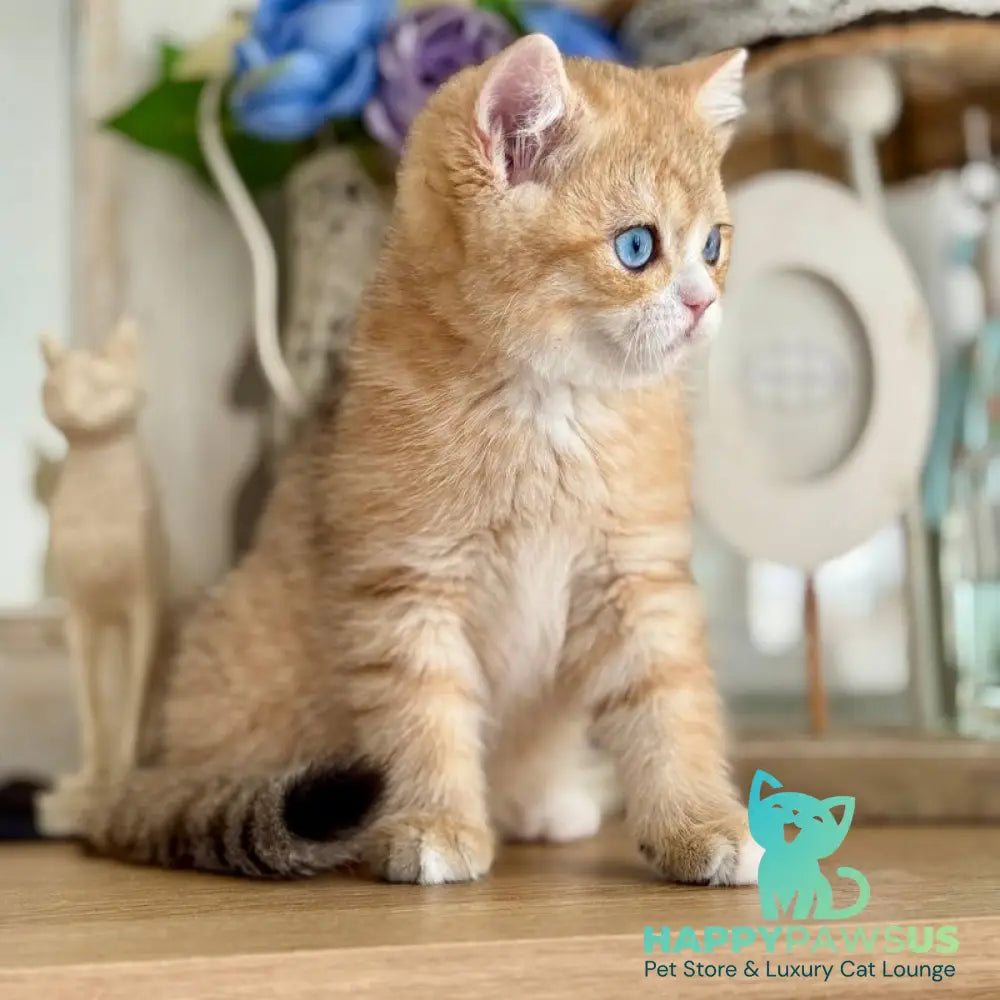 Xenon British Shorthair male black golden spotted tabby - live animals