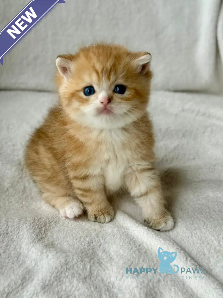 Xenon British Shorthair male black golden spotted tabby - live animals