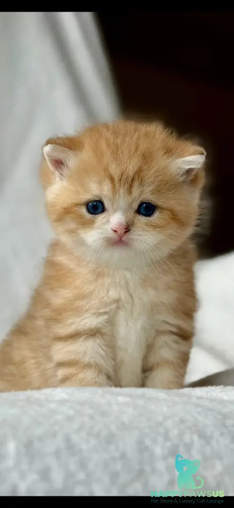 Xenon British Shorthair male black golden spotted tabby - live animals