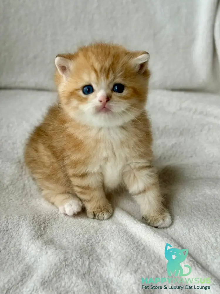 Xenon British Shorthair male black golden spotted tabby - live animals