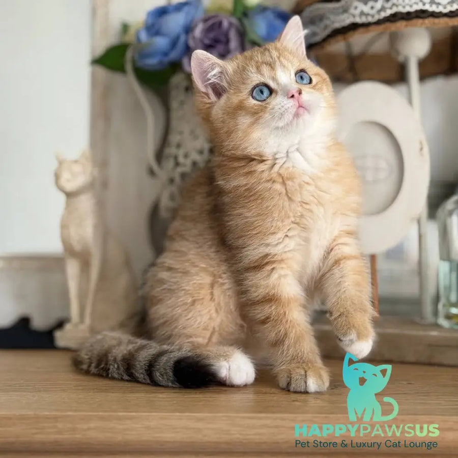 Xenon British Shorthair male black golden spotted tabby - live animals