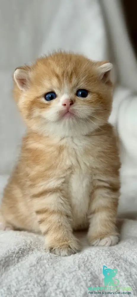 Xenon British Shorthair male black golden spotted tabby - live animals