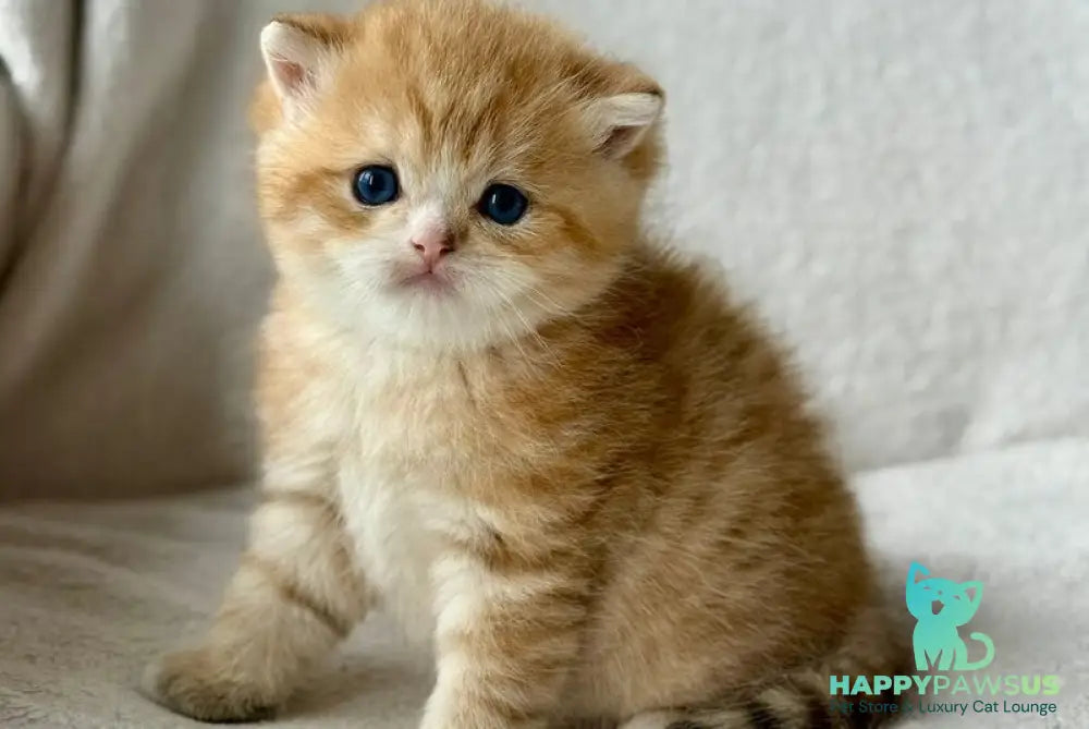 Xenon British Shorthair male black golden spotted tabby - live animals