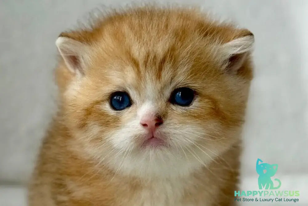 Xenon British Shorthair male black golden spotted tabby - live animals