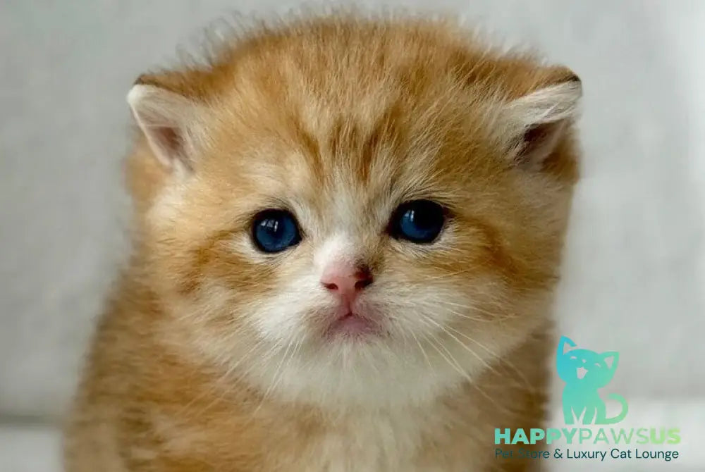 Xenon British Shorthair male black golden spotted tabby - live animals