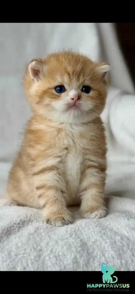 Xenon British Shorthair male black golden spotted tabby - live animals