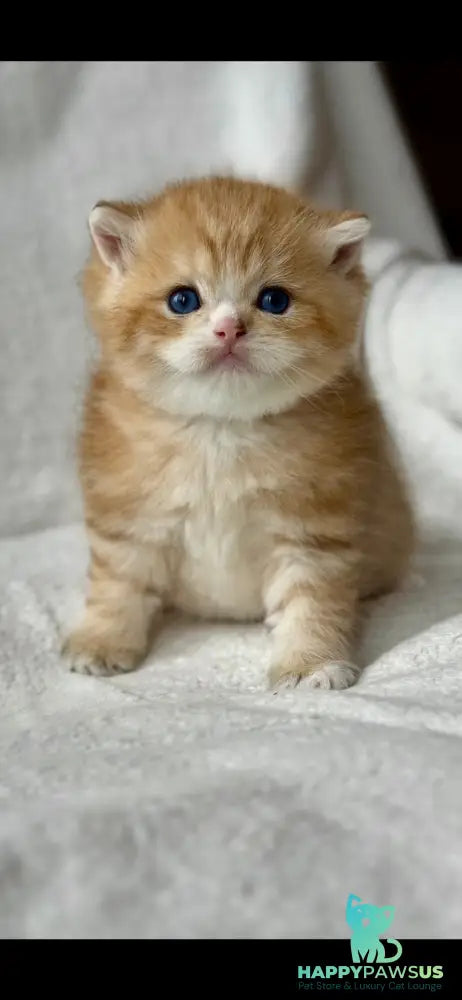 Xenon British Shorthair male black golden spotted tabby - live animals
