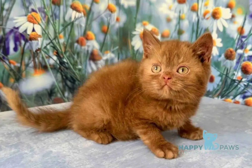 Xenon British Shorthair male cinnamon live animals