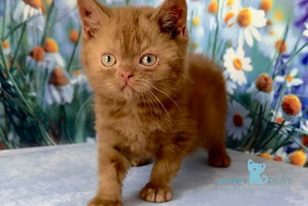 Xenon British Shorthair male cinnamon live animals