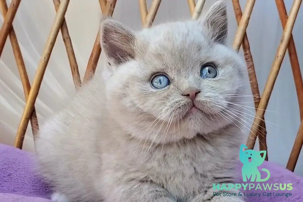 Xenon British Shorthair male fawn - live animals