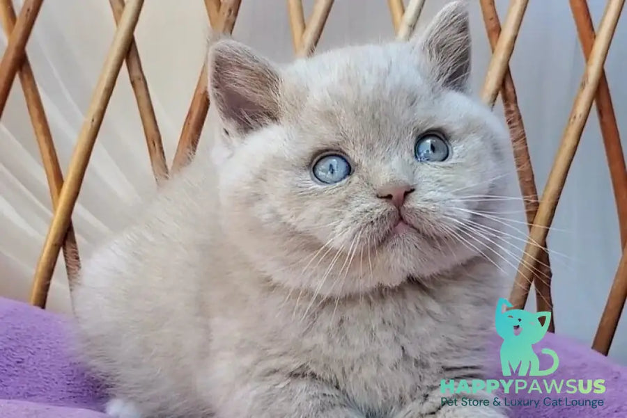 Xenon British Shorthair male fawn - live animals