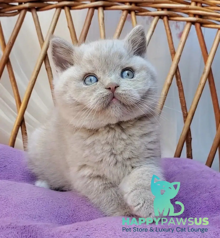 Xenon British Shorthair male fawn - live animals