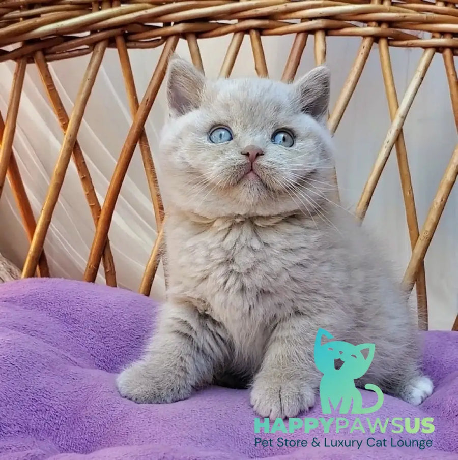 Xenon British Shorthair male fawn - live animals