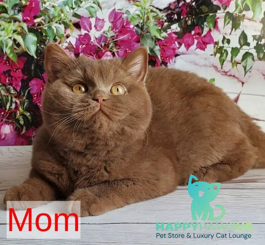 Xenon British Shorthair male fawn - live animals