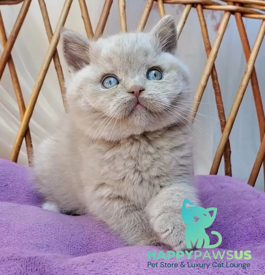 Xenon British Shorthair male fawn - live animals