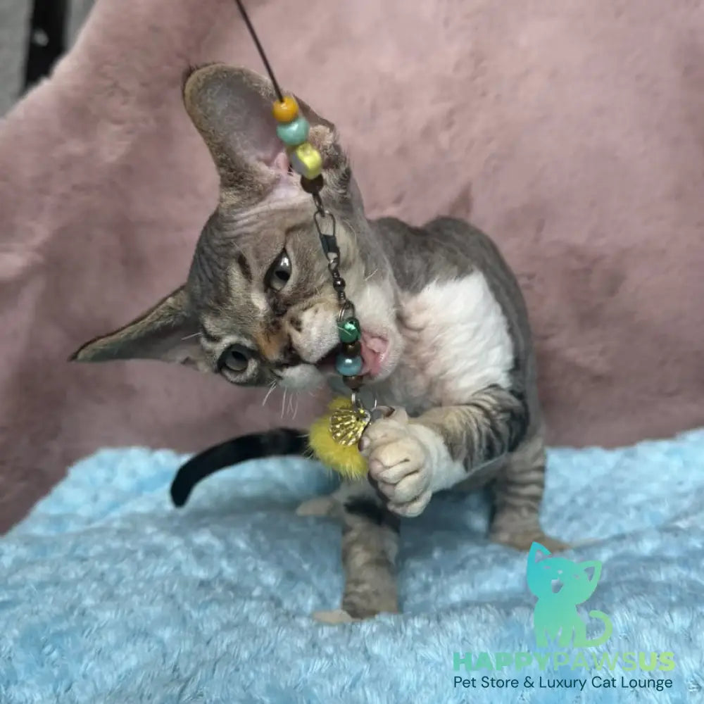 Xenon Devon Rex male black tabby with white - live animals