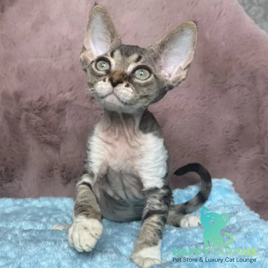 Xenon Devon Rex male black tabby with white - live animals