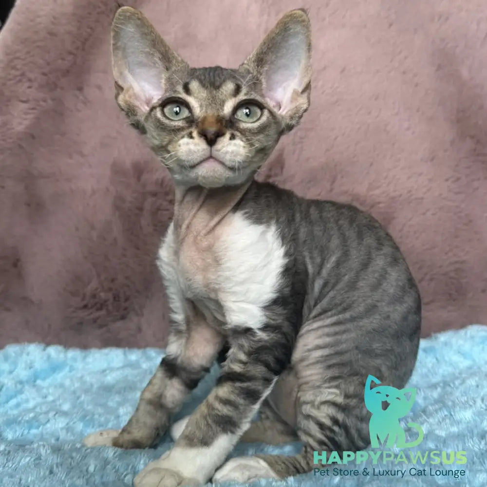 Xenon Devon Rex male black tabby with white - live animals